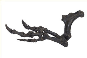 Acrocanthosaurus arm cast replica