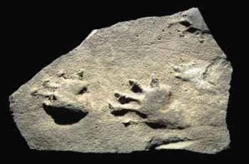 Dimetrodon Fossil Cast foot of Dimetrodon berea (Dimetropus)