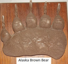 Load image into Gallery viewer, Brown Bear (Alaska) Ursus Arctos Footprint Cast Replica Footprint Track Knight