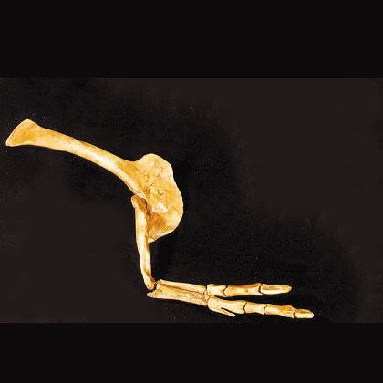 Albertosaurus Arm cast replica reproduction dinosaur fossil cast Gorgosaurus