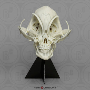 Alien Grey skull cast replica