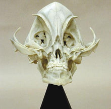 Cargar imagen en el visor de la galería, Alien Grey skull cast replica