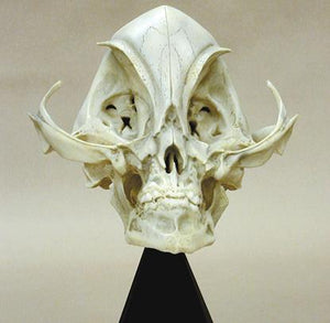 Alien Grey skull cast replica (Updated 1/24)