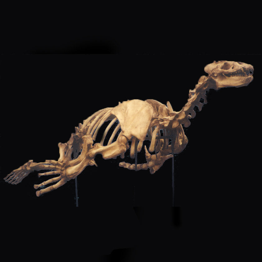 Allodesmus skeleton cast replica fossil cast replica