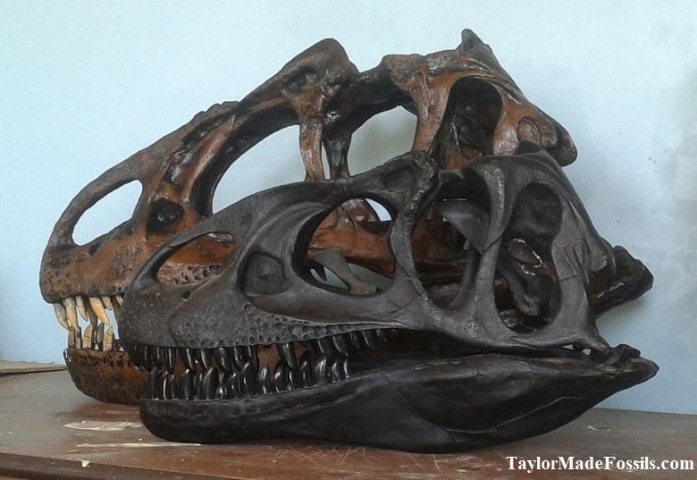 Allosaurus: Juvenile Allosaurus skull cast replica