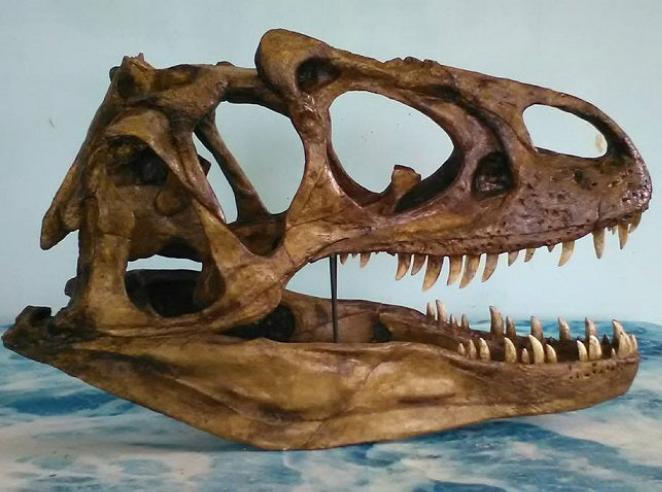 Discounted Allosaurus skull cast replica Dinosaur
