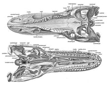 Cargar imagen en el visor de la galería, Allosaurus: Adult Allosaurus Skeleton cast replica