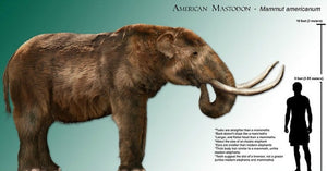 Mastodon foot cast replica Pleistocene. Ice Age