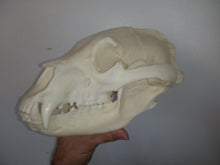 Laden Sie das Bild in den Galerie-Viewer, Bear: American Black Bear skull cast replica