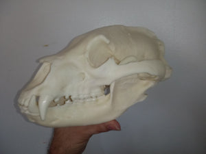 Bear: American Black Bear skull cast replica