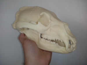 Bear: American Black Bear skull cast replica
