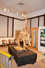 Load image into Gallery viewer, Bellusaurus Leg cast replica dinosaur