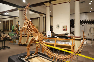 Bellusaurus Skeleton cast replica dinosaur skull skeleton