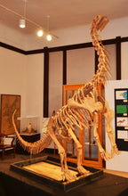Laden Sie das Bild in den Galerie-Viewer, Bellusaurus Skeleton cast replica dinosaur skull