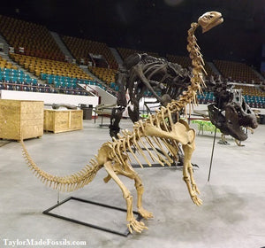 Bellusaurus Skeleton cast replica dinosaur skull