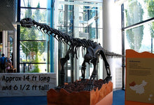 Load image into Gallery viewer, Bellusaurus Leg cast replica dinosaur