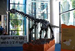 Bellusaurus Leg cast replica dinosaur