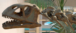 Bellusaurus Skeleton cast replica dinosaur skull