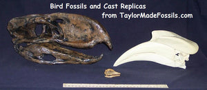 Archaeopteryx skull cast replica recreation