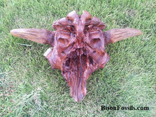 Cargar imagen en el visor de la galería, Bison antiquus fossil skull cast replica #2 Updated 2023