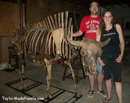 Bison antiquus fossil skeleton for sale