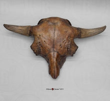 Cargar imagen en el visor de la galería, Bison antiquus fossil skull cast replica #2 Updated 2023