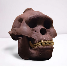 Load image into Gallery viewer, Bigfoot Skull Cast Artistic Interpretation by Master artist.