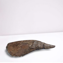 Cargar imagen en el visor de la galería, Triceratops Horn cast replica TMF T101