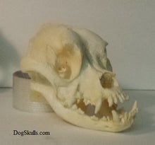 Laden Sie das Bild in den Galerie-Viewer, Boxer Dog Skull cast replica reproduction Taylor Made Fossils