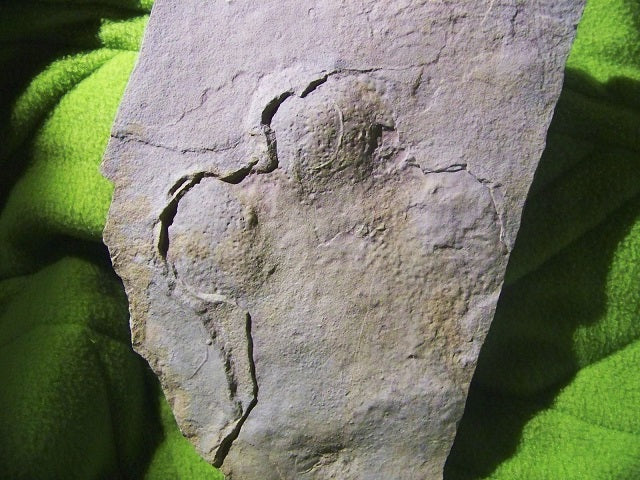Brontotherium Titanothere Brontotherium Megacerops Fossil Footprint track Brontotheriidae
