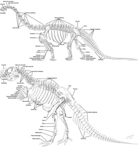 Diplodocus Chevron cast #2 replica