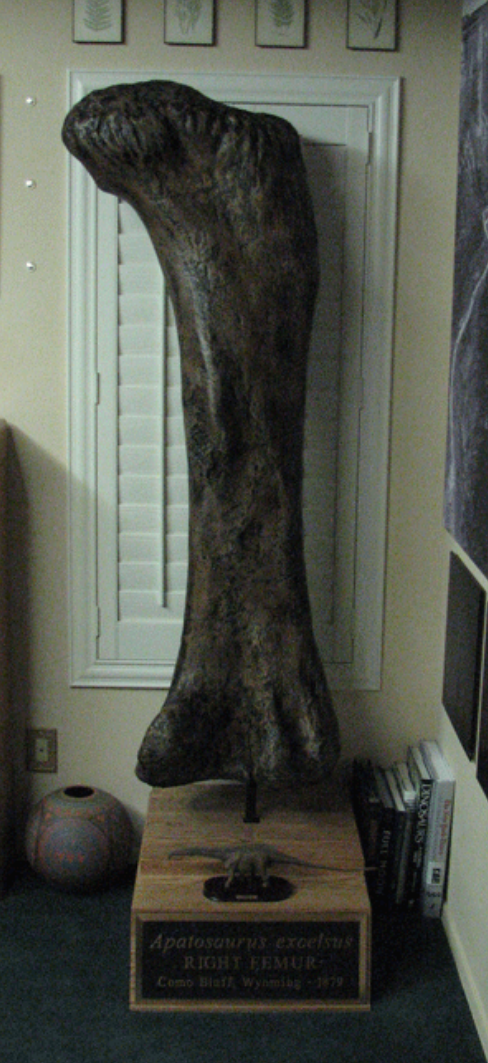 Apatosaurus femur cast replicas