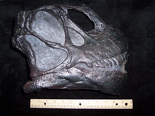 Cargar imagen en el visor de la galería, Camarasaurus skull cast replica #3