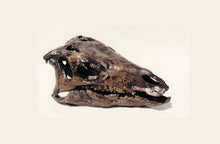 Load image into Gallery viewer, Camptosaurus Dinosaur Skull Cast Replica