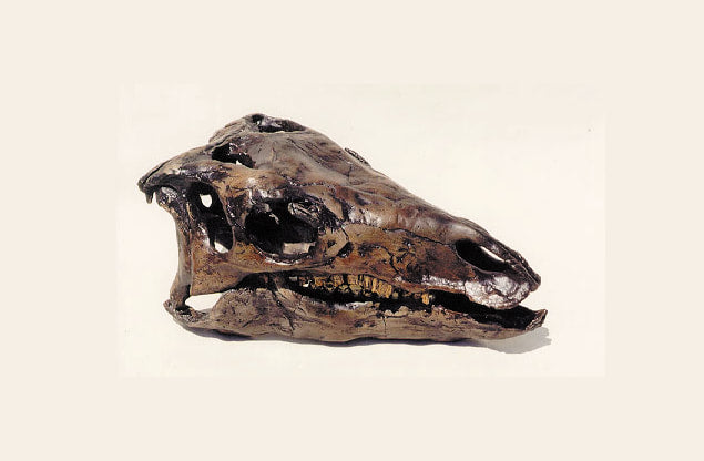 Camptosaurus Dinosaur Skull Cast Replica