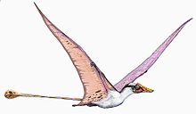 Load image into Gallery viewer, Campylognathoides
Pterodactyloid Pterosaur