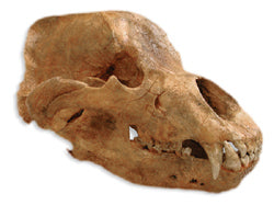 Cave Bear skull cast replica Bone Clones Updated 2023