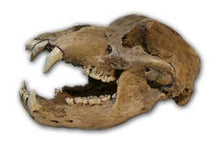 Charger l&#39;image dans la galerie, Cave Bear Skull Cast Replica Reproduction Ursus Sp