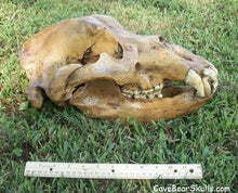 Laden Sie das Bild in den Galerie-Viewer, Cave Bear Skull Cast Replica Reproduction Ursus Sp