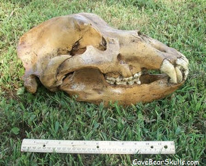 Cave Bear Skull Cast Replica Reproduction Ursus Sp