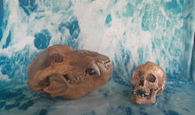 Charger l&#39;image dans la galerie, Cave Bear Skull Cast Replica Reproduction Ursus Sp