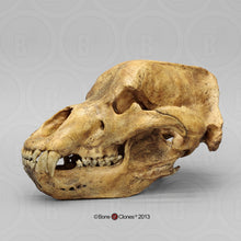 Load image into Gallery viewer, Cave Bear skull cast replica Bone Clones Updated 2023