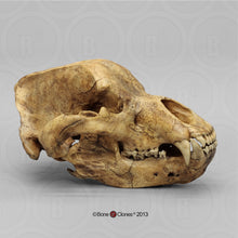 Load image into Gallery viewer, Cave Bear skull cast replica Bone Clones