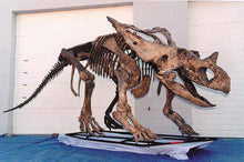 Laden Sie das Bild in den Galerie-Viewer, Chasmosaurus skeleton cast replica dinosaur