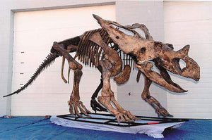 Chasmosaurus skeleton cast replica dinosaur