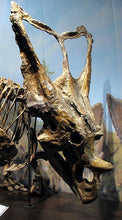 Charger l&#39;image dans la galerie, Chasmosaurus skeleton cast replica dinosaur