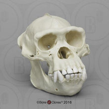 Charger l&#39;image dans la galerie, Chimpanzee: Adult Male Chimpanzee Skull cast replica 2023