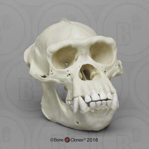 Chimpanzee: Adult Male Chimpanzee Skull cast replica 2023