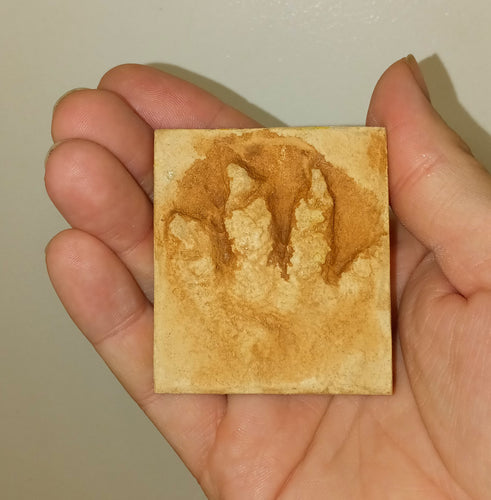 Chirotherium footprint track cast replica foot impression
