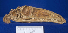 Load image into Gallery viewer, Coelophysis skull cast replica #1
